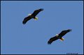 _0SB9266 american bald eagles